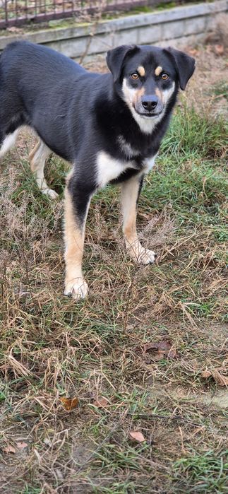 Piesek Około 2 lata