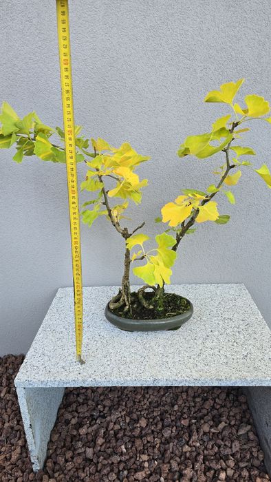 Bonsai Ginkgo Biloba