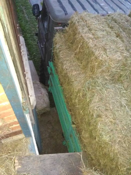 Сіно тюки городнє зелене домашнє 2025