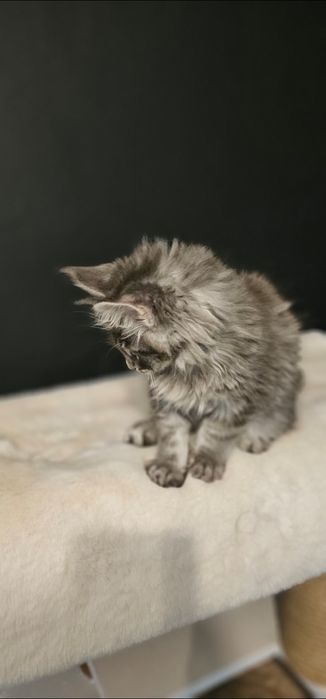 Kocurek Maine coon