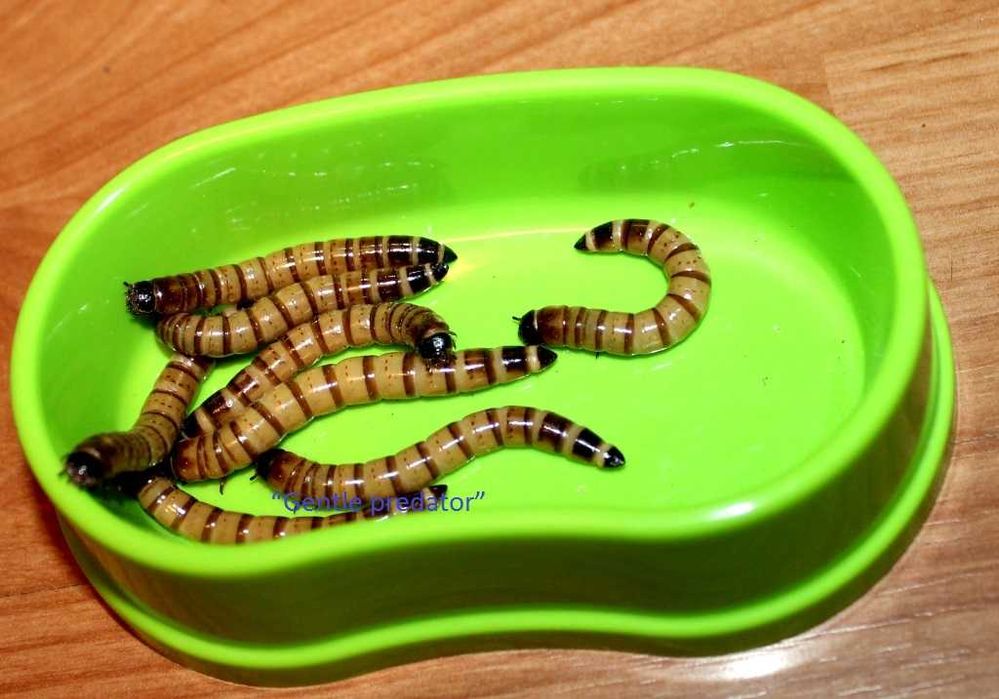 Зофобус. Зофобас. Личинки чорнотілки.