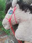 Hobby horse koń na kiju