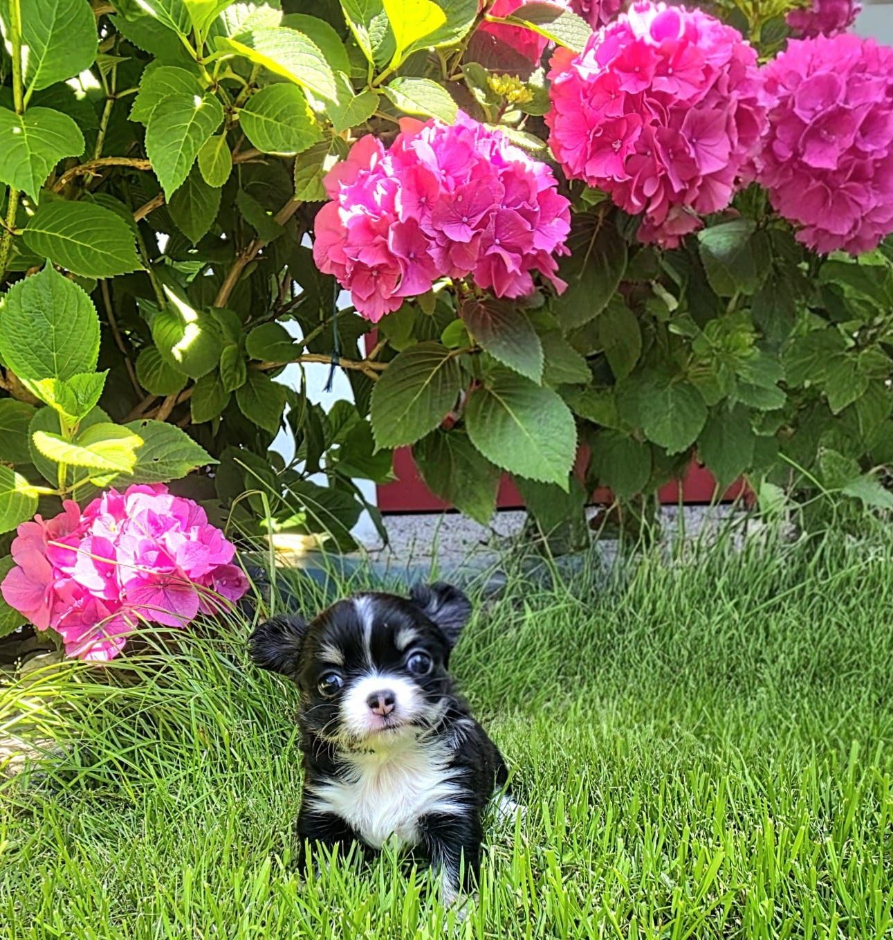 Chihuahua długowłosy FCI