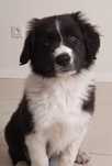 Border collie szczenię rodowodowe ZKwP / FCI chopiec