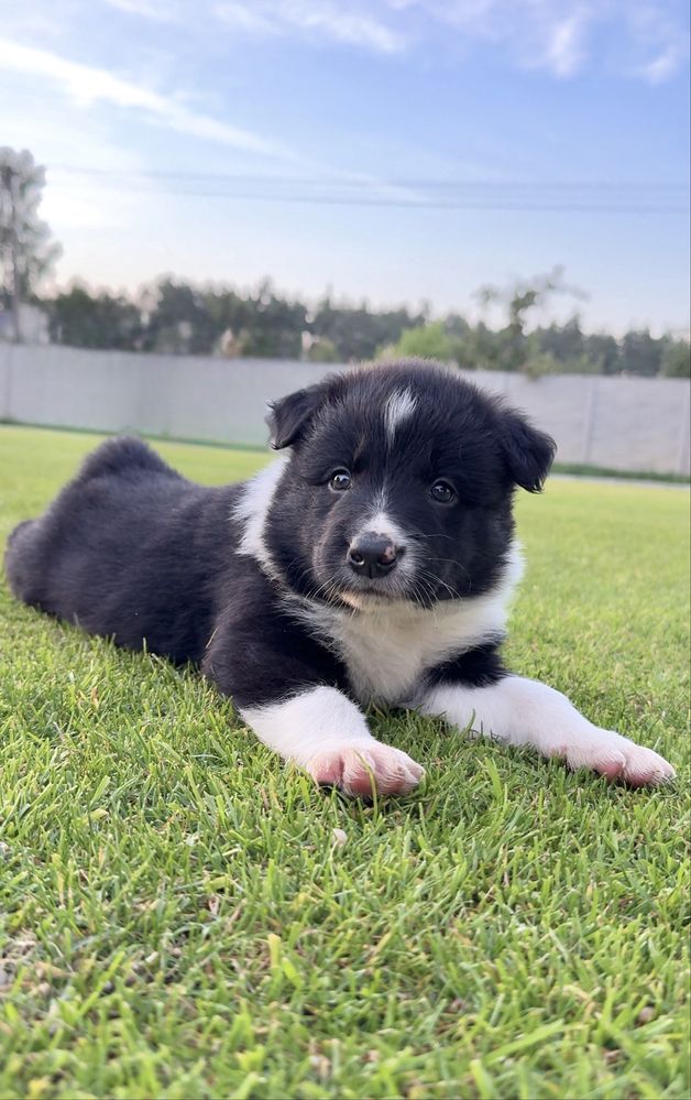 Border collie szczeniak