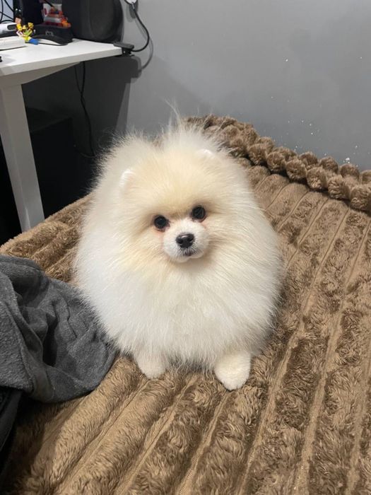 Шпіц, 2 роки, віддам в добрі руки