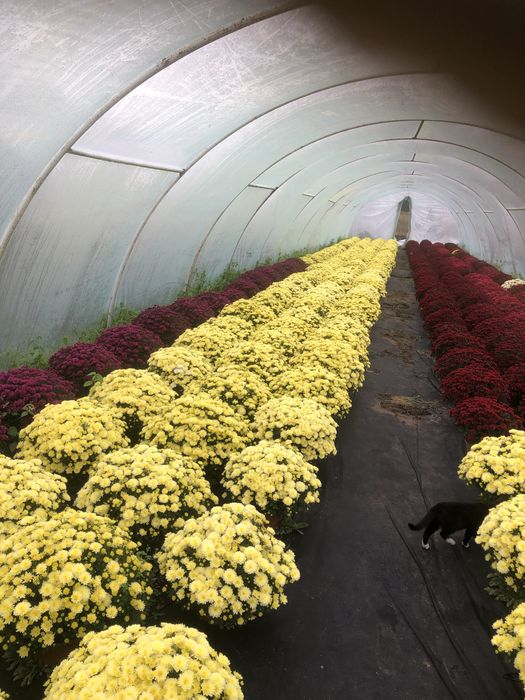 Chryzantemy drobnokwiatowe