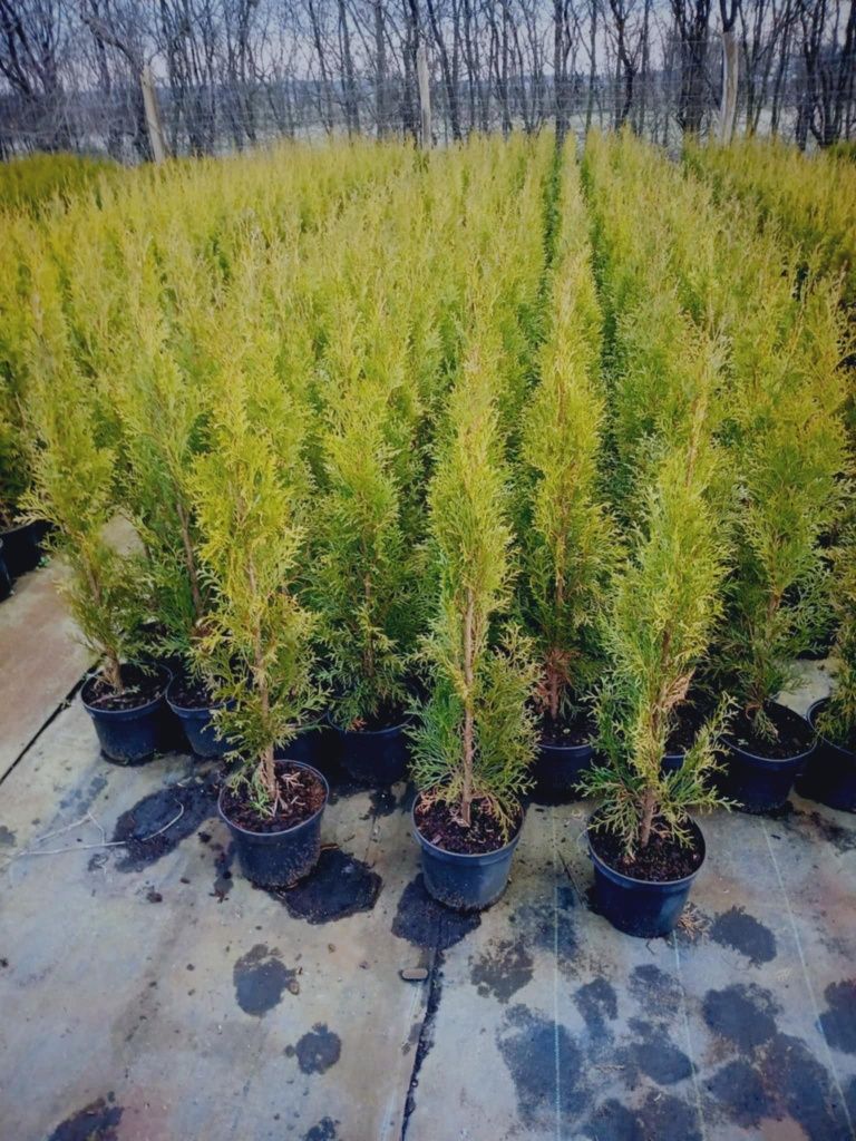 Tuja szmaragd 60_80cm promocja