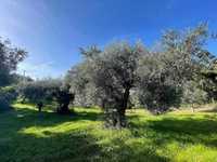 oliveiras Centenárias para jardim