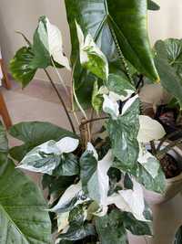 Syngonium Albo Variegata (cutting fresco)