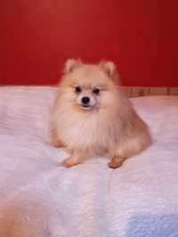 Pomeranian piesek