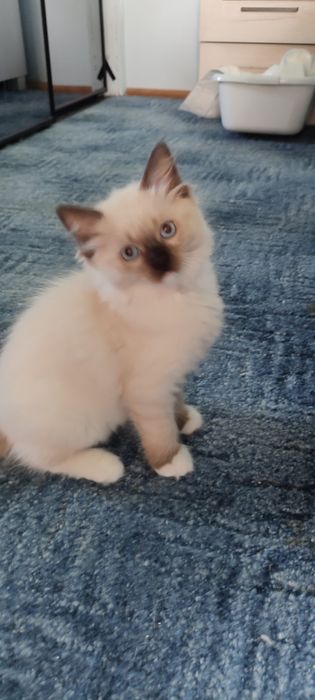 Ragdoll kotek rodowód miedzynarodowy TICA