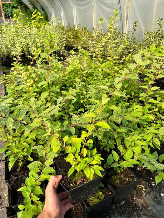 Forsycja zielona 'Kumson' (Forsythia viridissima) Doniczka 2.0L