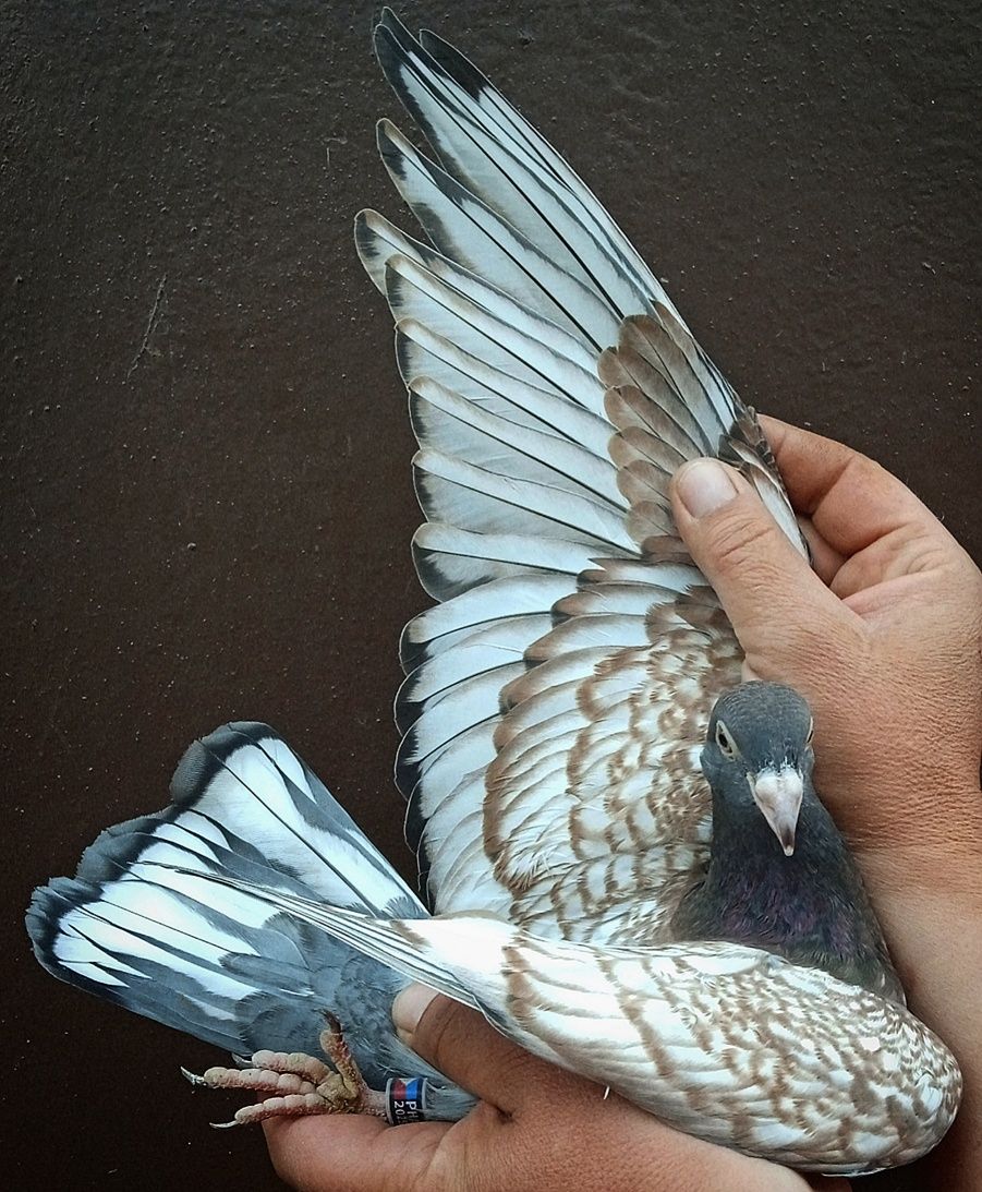 Gołębie młode frill