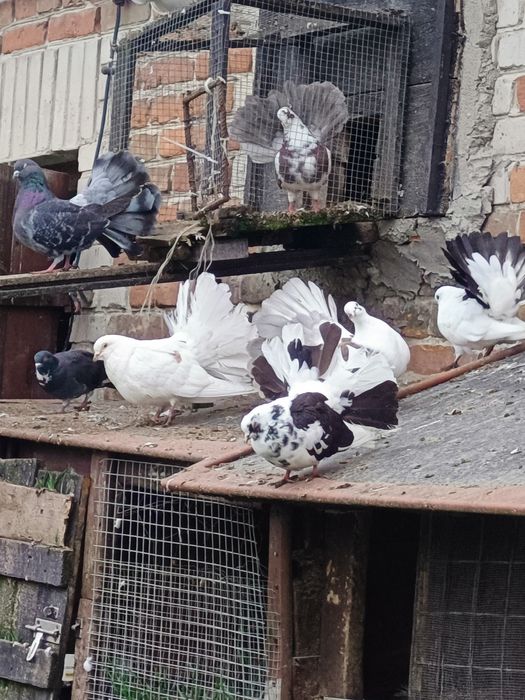 Gołębie pawiki starego typu