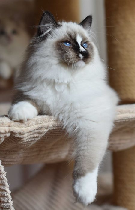 Kocurek Ragdoll gotowy do zmiany domku