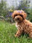GOTOWA do odbioru Suczka Maltipoo F1b Bambi Wyprawka Badania genetyczn
