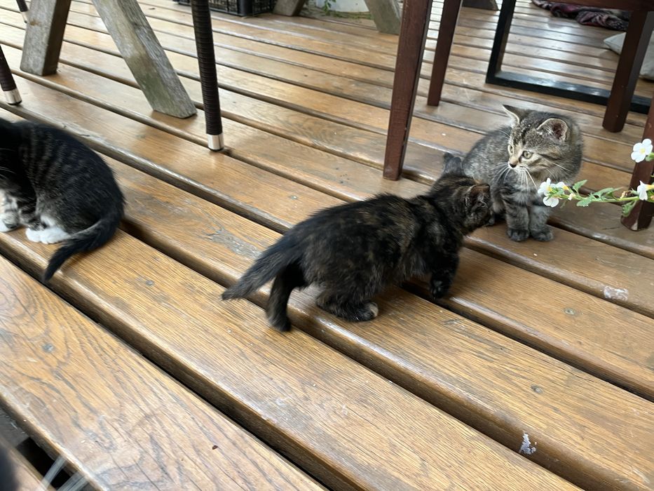 Oddam Kotki z w dobre rece