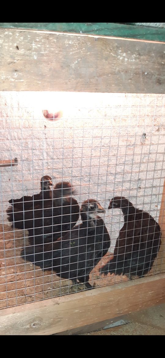 Vendo ovos férteis e pintos de Australorp negra