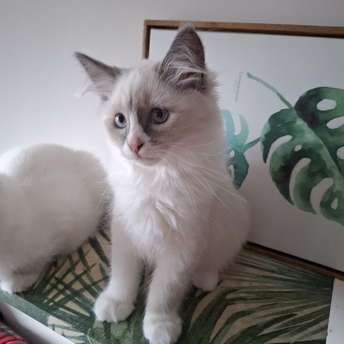 Kocurek Syberyjski WCF