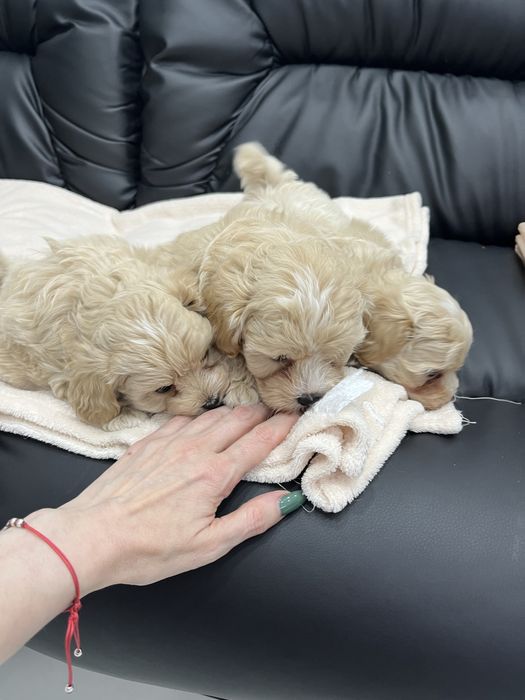 Мальтіпу F1 дівчата і хлопчик. Ціна реальна