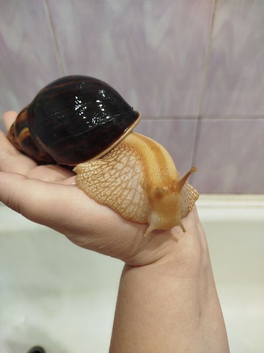 Продам улиток Ахатина
