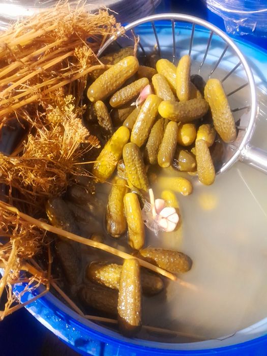 Ogórki kiszone kapusta