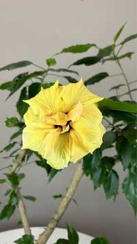 Бонсай гібіскус з жовтими квітами