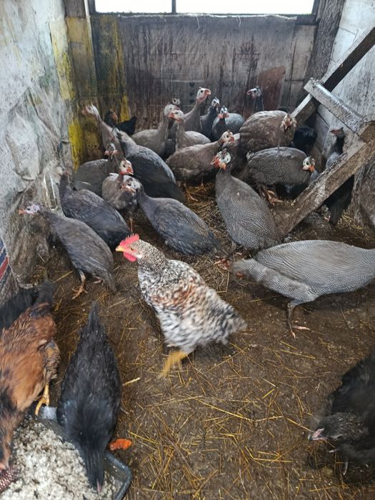 Молодняк цесарок.