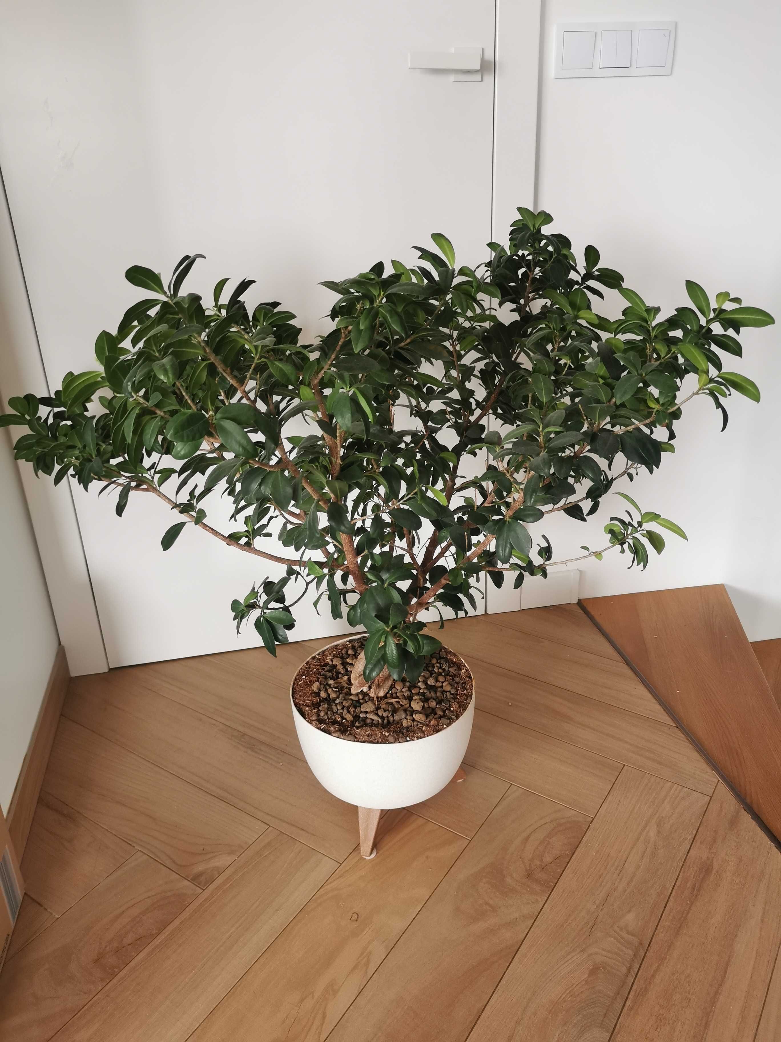 Ficus Ginseng duża wieloletnia roślina