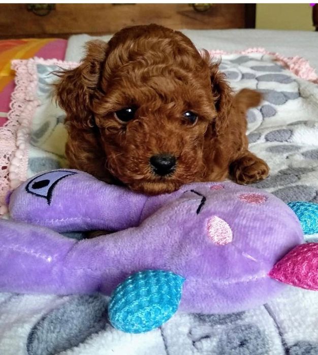 Той пудель шикарнючий малиш