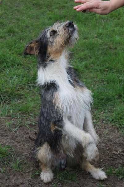 Alfik młody, przyjazny pies w schronisku bez wolontariatu