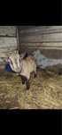 Vendo ou troco por perus este cabrito micro anao