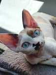 Koteczka Devon Rex