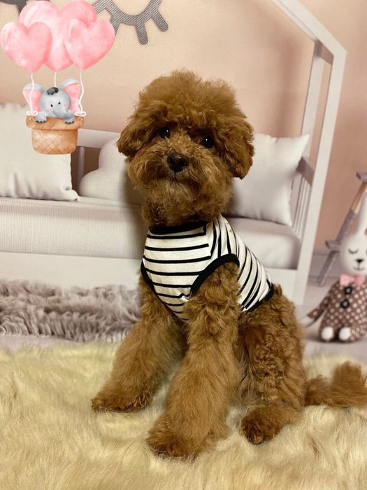 Курносий красень мальтіпу Китай-Корея. Мальтипу