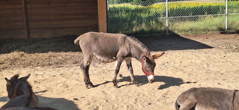 Ośliczka do adopcji