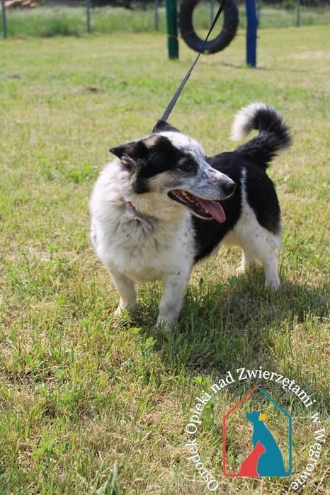 Uroczy, spokojny, łagodny, uczuciowy - lubi spokojne spacerki