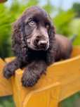 Piękna czekoladowa sunia Cocker Spaniel Angielski z Rodowodem