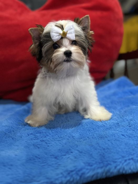 Міні малюк Бівер Йорк.КСУ.Привитий.