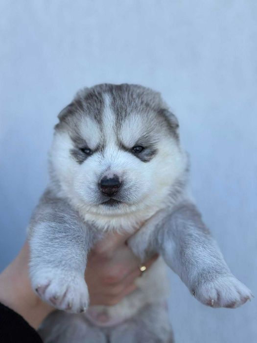 Szczenie piesek Siberian Husky,  samiec  odbiór grudzień  ZKwP/FCI