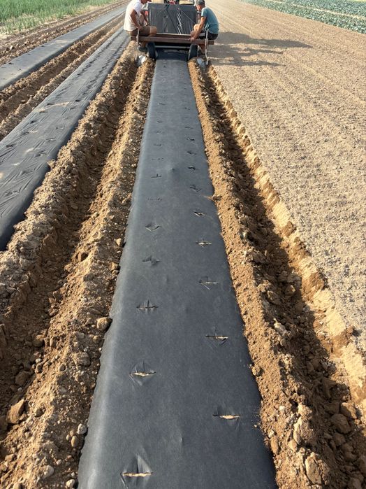 Podłoże do Borówki sadzonki rowy sadzenie torf trociny kora plantacja