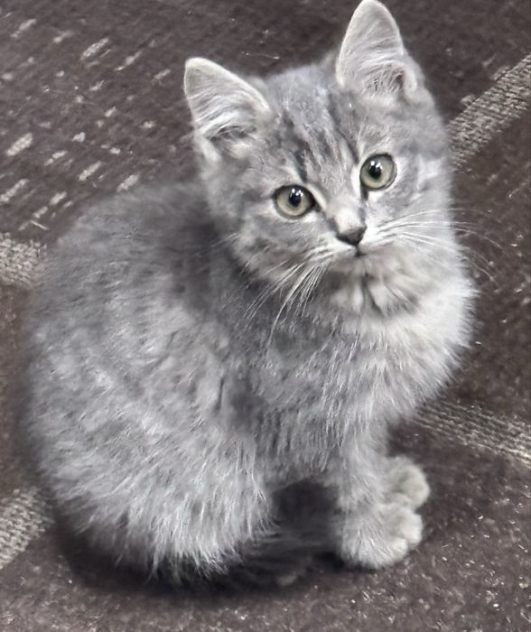 Сірий котик, кіт, кошеня