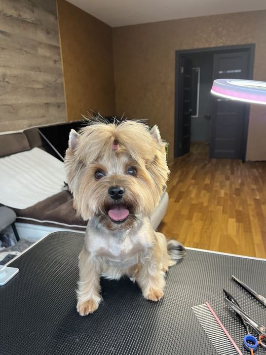 Стрижка собак мелких и средних пород