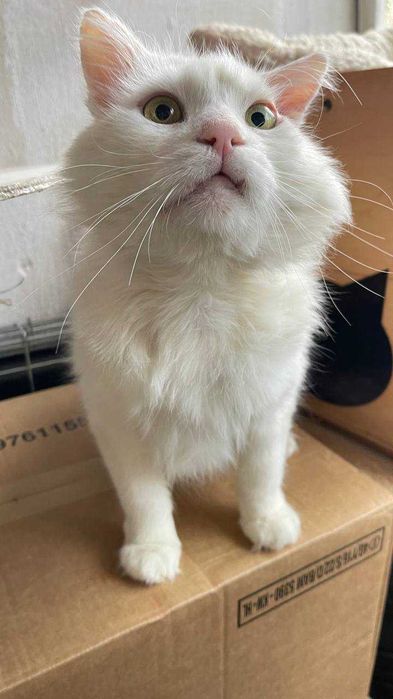 Котик Біляшик з прифронтової зони