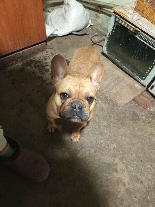 Продам девочку французского бульдога