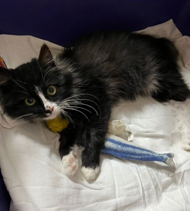 Отдам котёнка-девочку