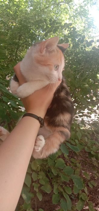 Котенок девочка бесплатно. Кошечка. Котята. Кошка даром