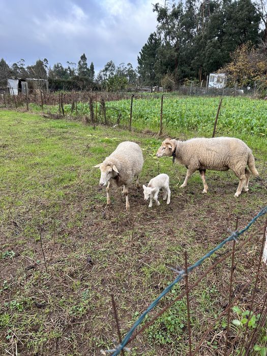 Vendo ou troco carneiro com um ano e meio.