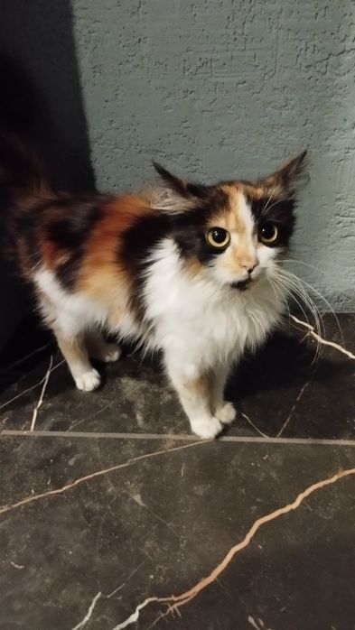 Відам  котеня безплатно