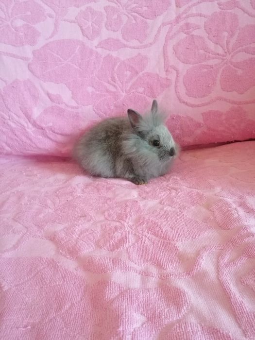 Króliczki karzełki Teddy, Lewki, gładkie, Mini Lop